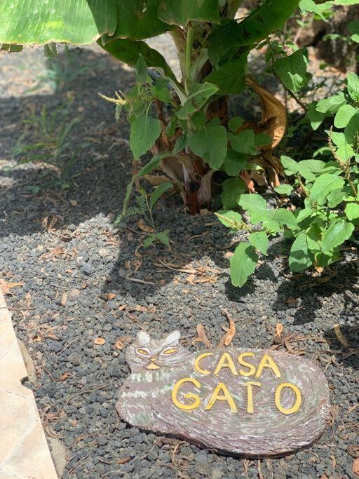 Casa Gato Lejlighed Corralejo Eksteriør billede